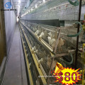 battery a-type poultry layer farming equipment
